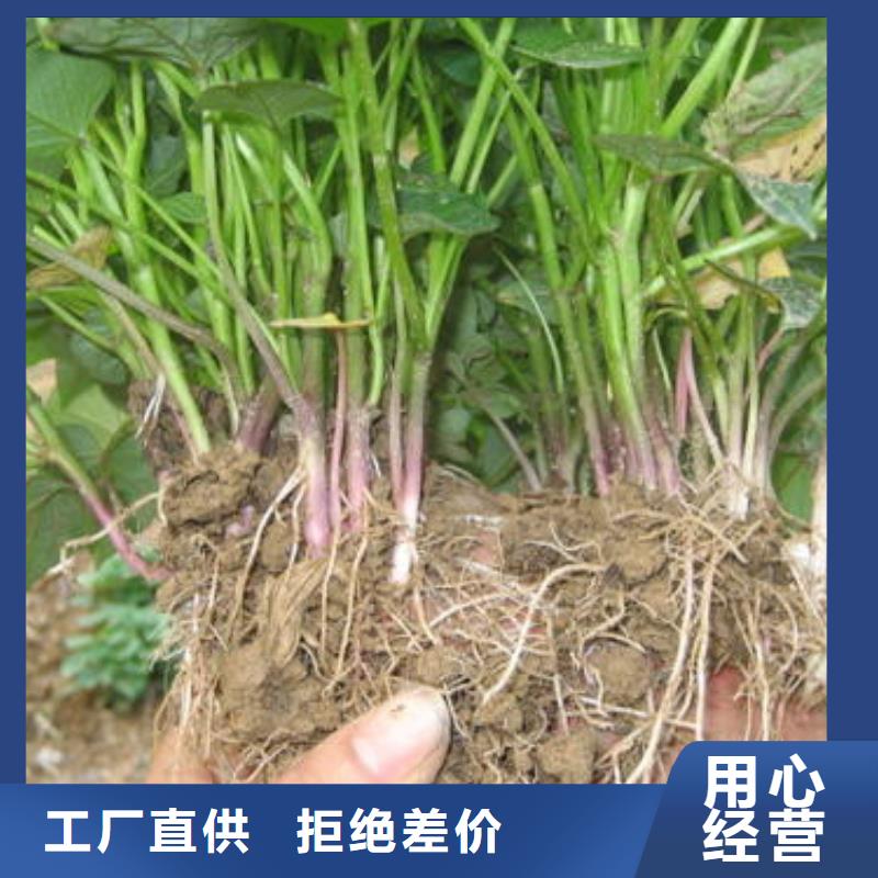 商薯制作公司