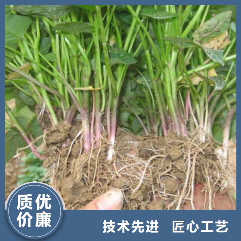 卖商薯的生产厂家好产品放心购
