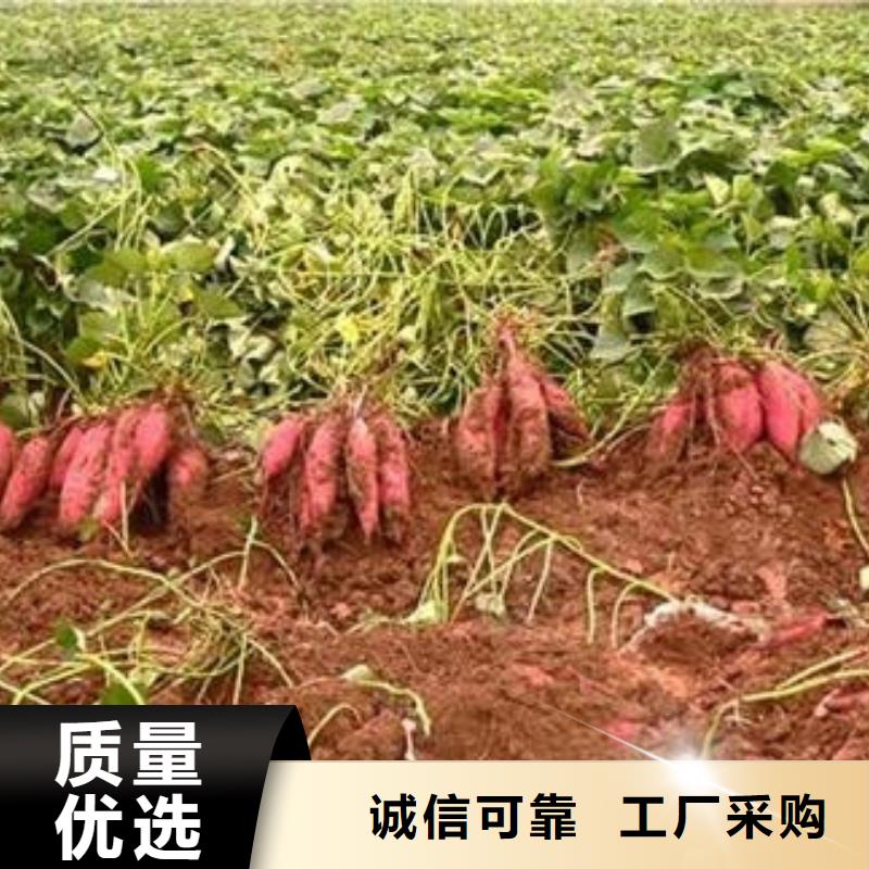商薯厂家供应价格