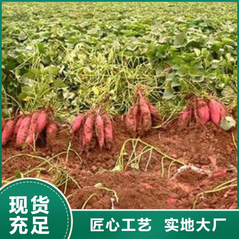 商薯19-品质看得见