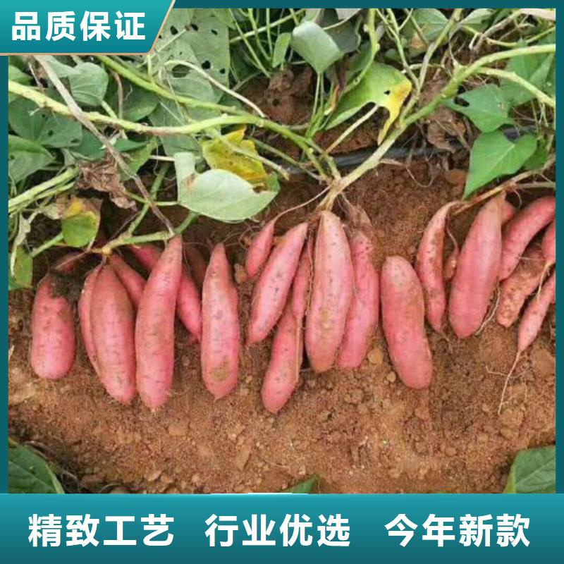 商薯企业-实力雄厚