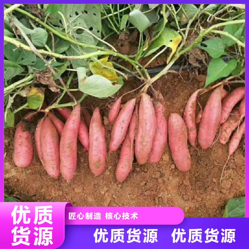 值得信赖的商薯生产厂家
