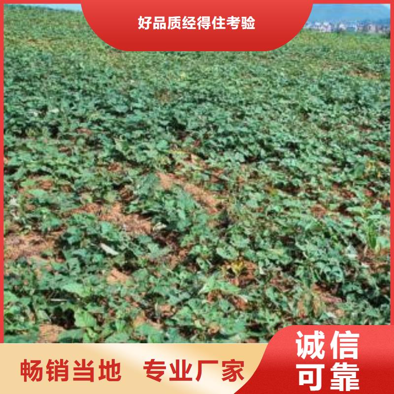 值得信赖的商薯生产厂家