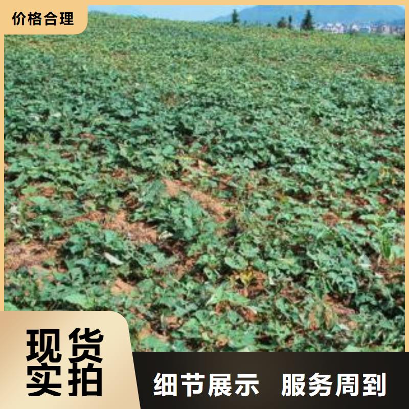 #商薯#欢迎来电咨询