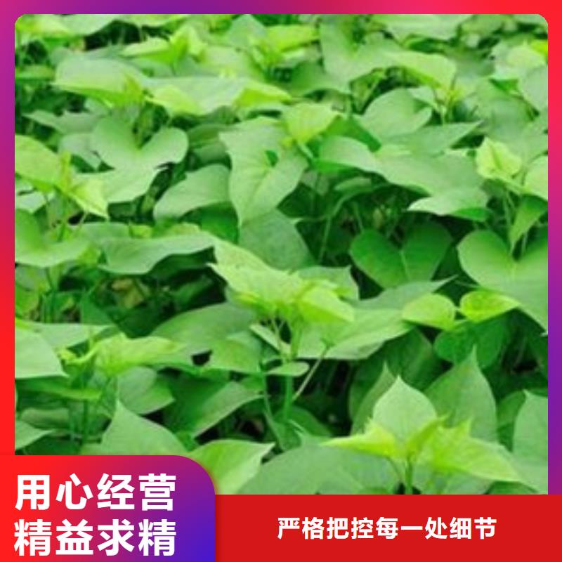 选购商薯认准乐农食品有限公司