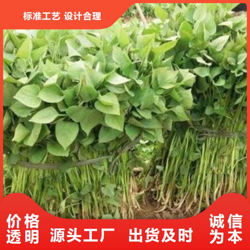 #商薯#供应商
