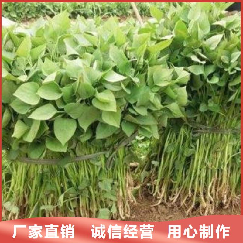 可定制的商薯19供应商本地公司