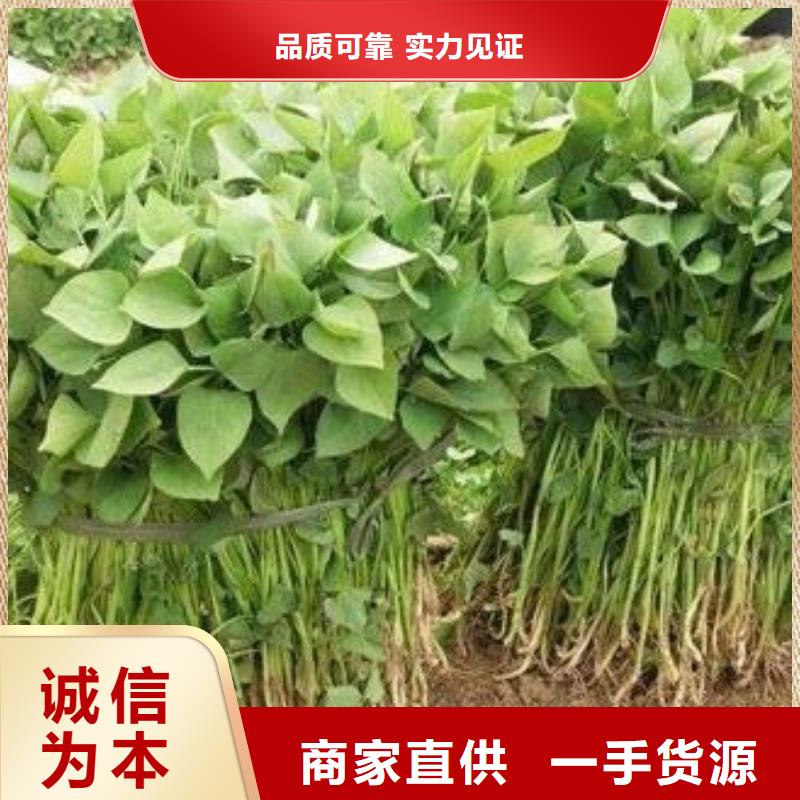 口碑好的商薯生产厂家