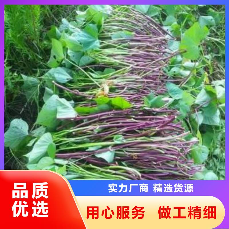商薯设计厂家