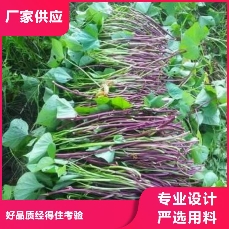 商薯19质量优质