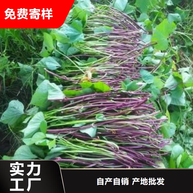 商薯厂家口碑好