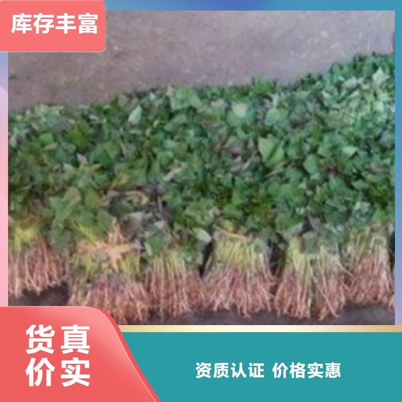 卖商薯的经销商