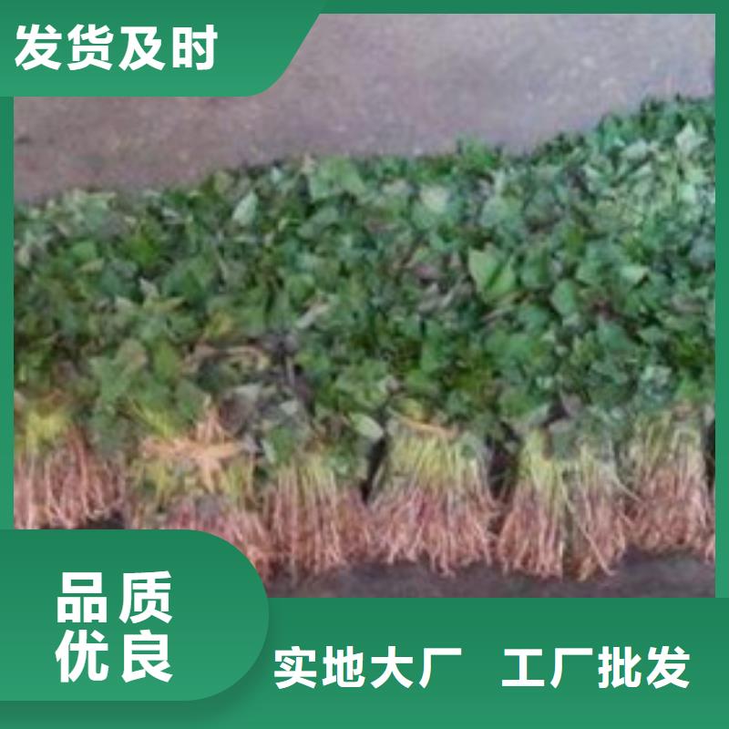 商薯厂家行业口碑好