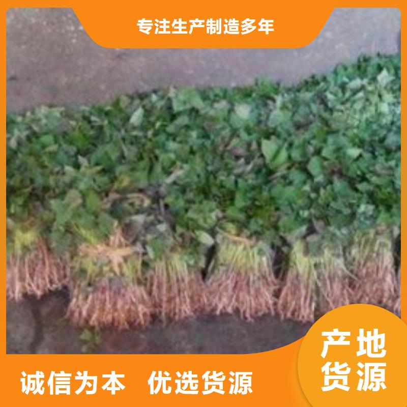 #商薯19#专业生产用心做好每一件产品