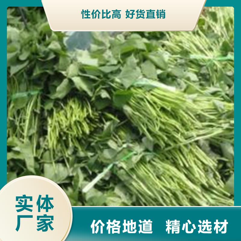 商薯、商薯生产厂家-发货及时