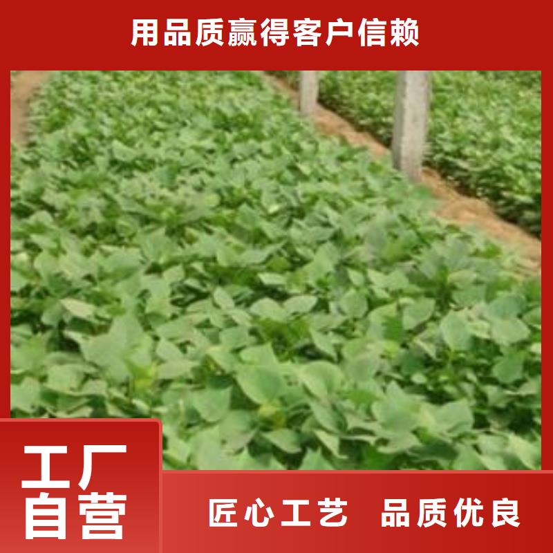 值得信赖的商薯19设备齐全支持定制