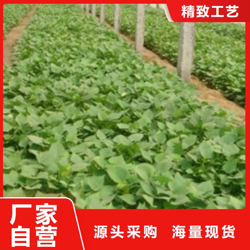 商薯19材质好发货及时