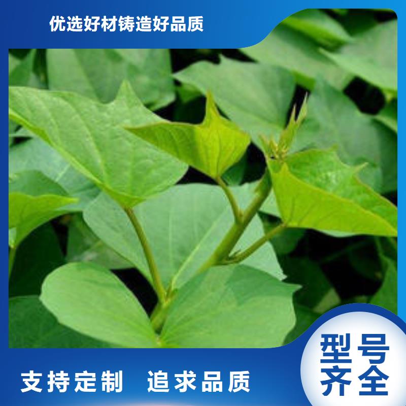 商薯19好货不怕比可放心采购