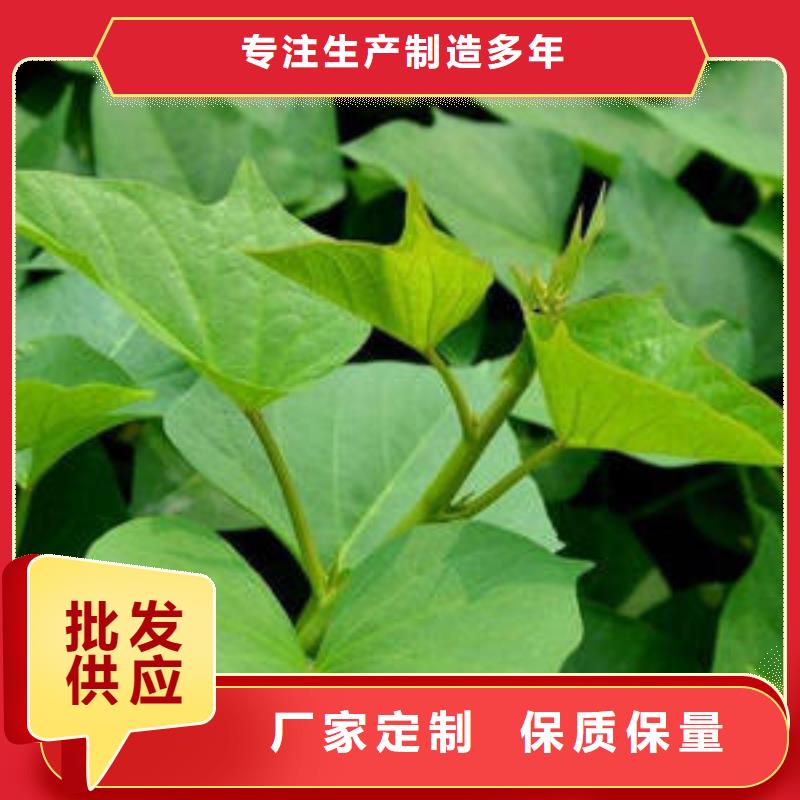 商薯19厂家,商薯19批发供您所需