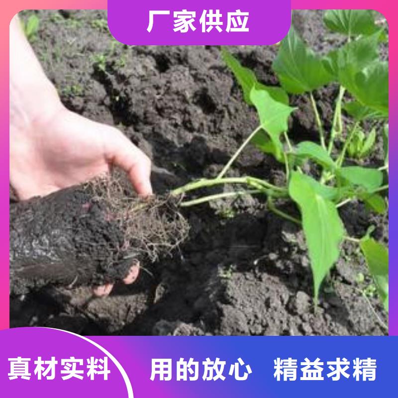 的商薯19生产厂家敢与同行比质量