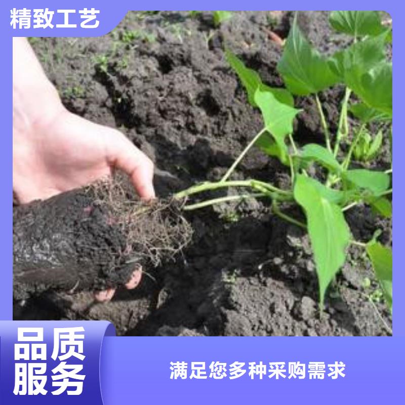 商薯专业定制