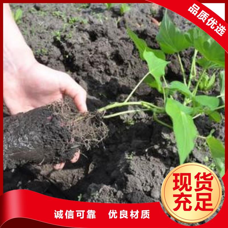 商薯19本地批发无中间商厂家直销