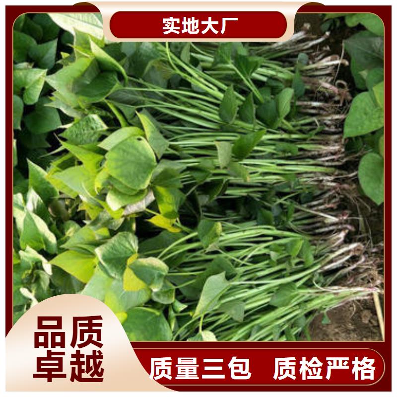 商薯19销往全国款式多样