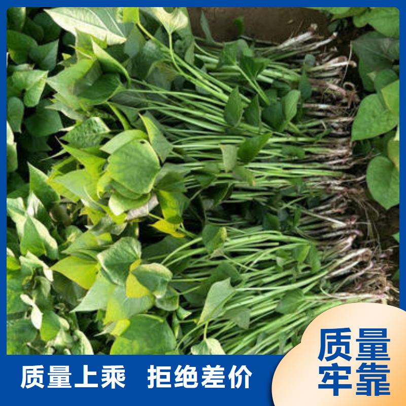 规格全的商薯实体厂家