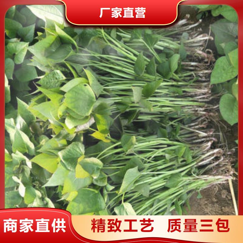 ：商薯19供货商