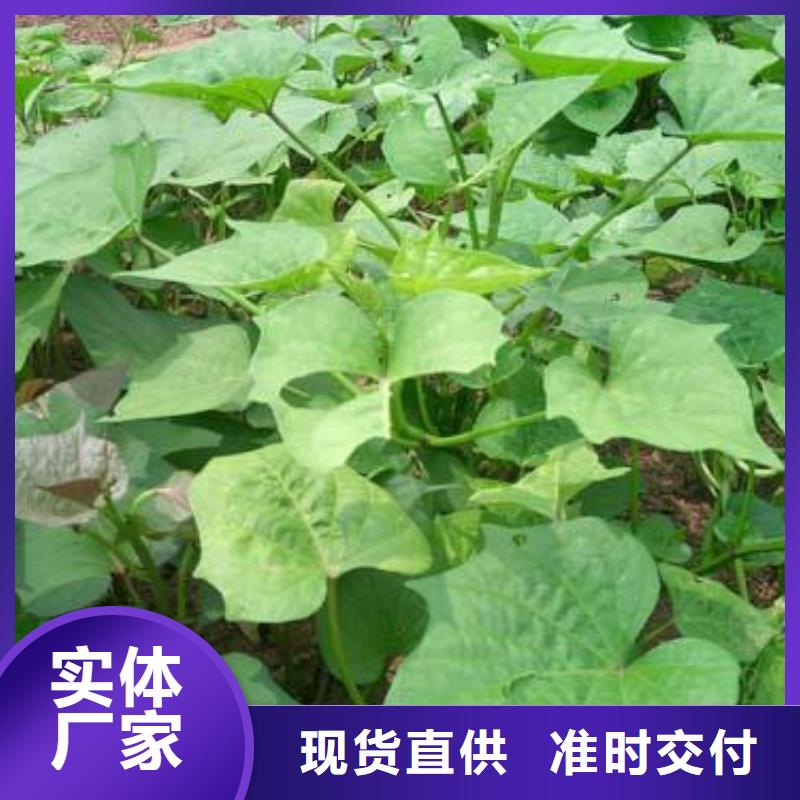 商薯现货供应_规格全定金锁价