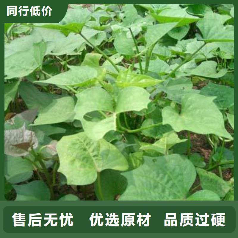 供应批发商薯-优质现货实拍