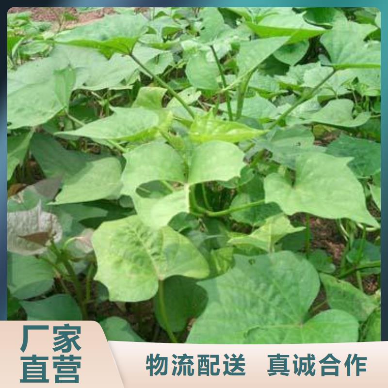 商薯企业-实力雄厚