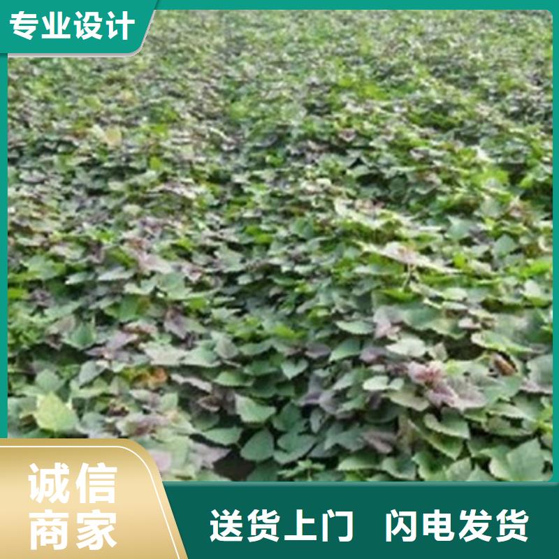 商薯厂家行业口碑好