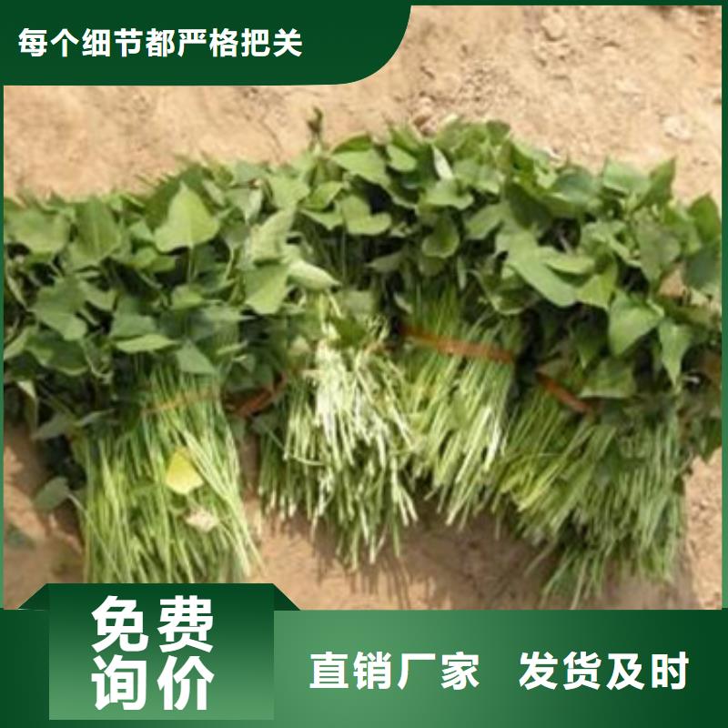 商薯价格含运费