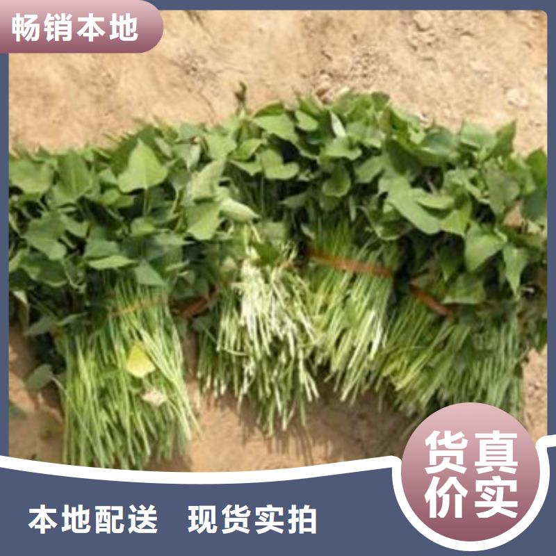 #商薯#欢迎来电咨询