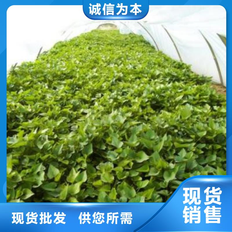 商薯厂家供应价格