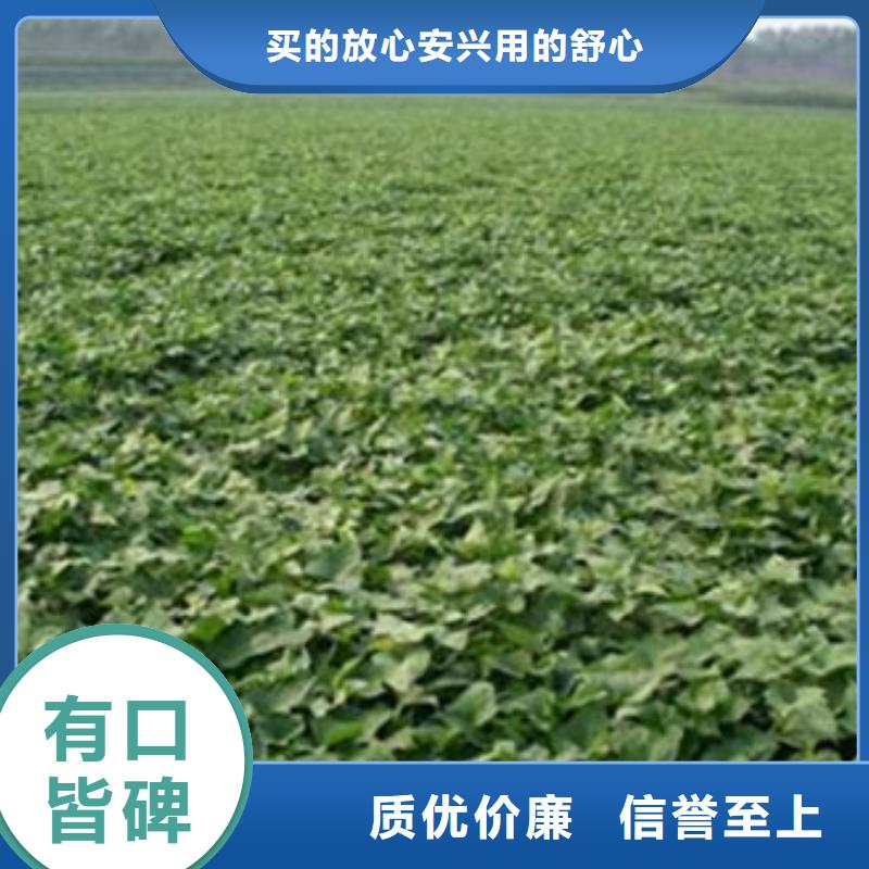 商薯专业定制