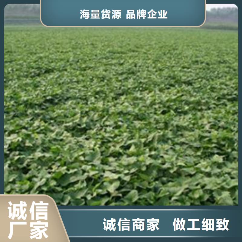商薯19生产商您身边的厂家