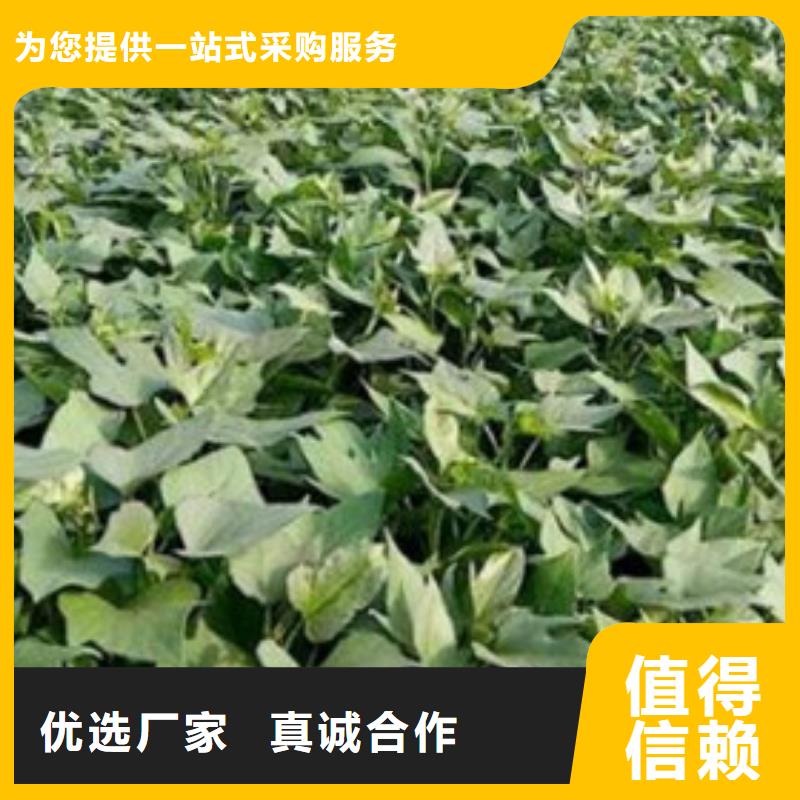口碑好的商薯生产厂家