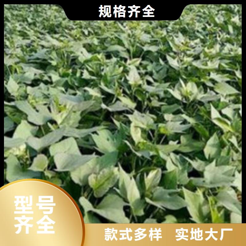 商薯19出厂价诚信经营