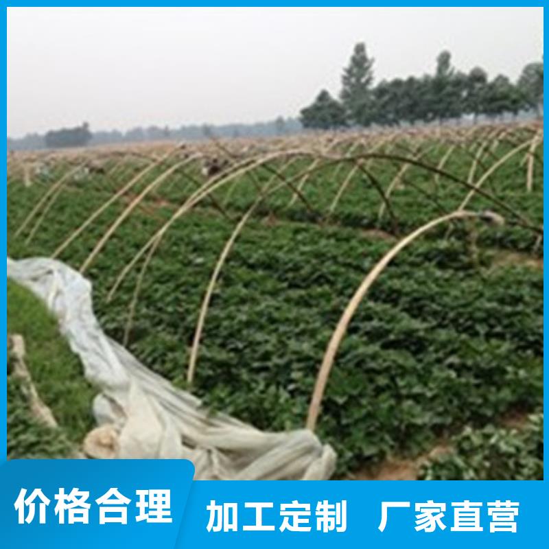 重信誉商薯厂家