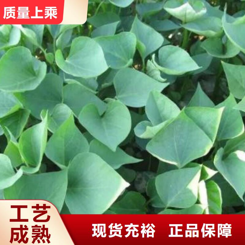 商薯制作公司