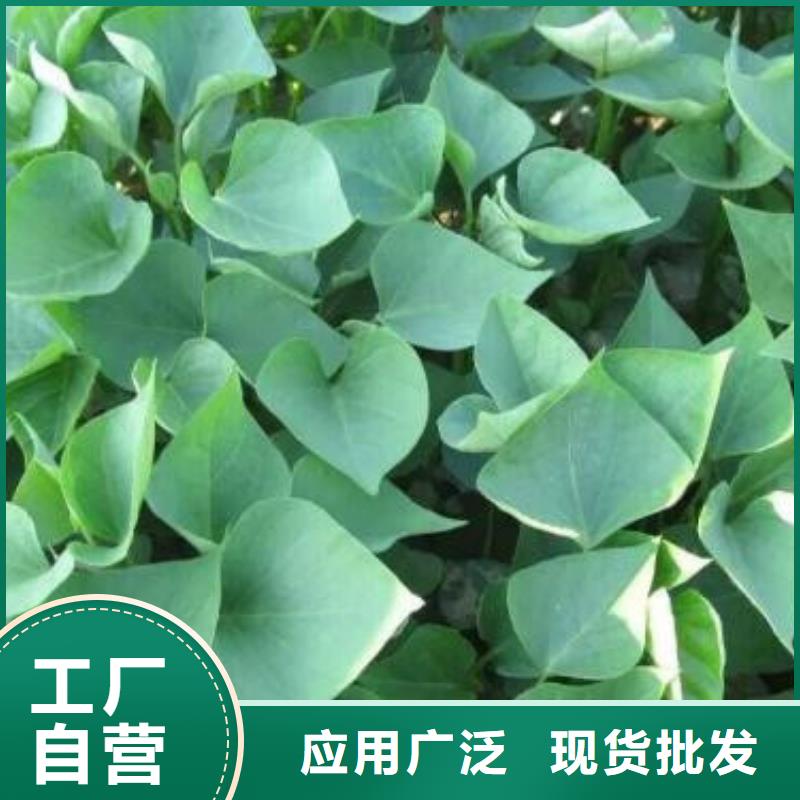 商薯买的放心一站式厂家