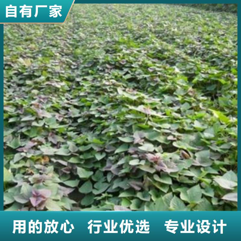 卖商薯的经销商