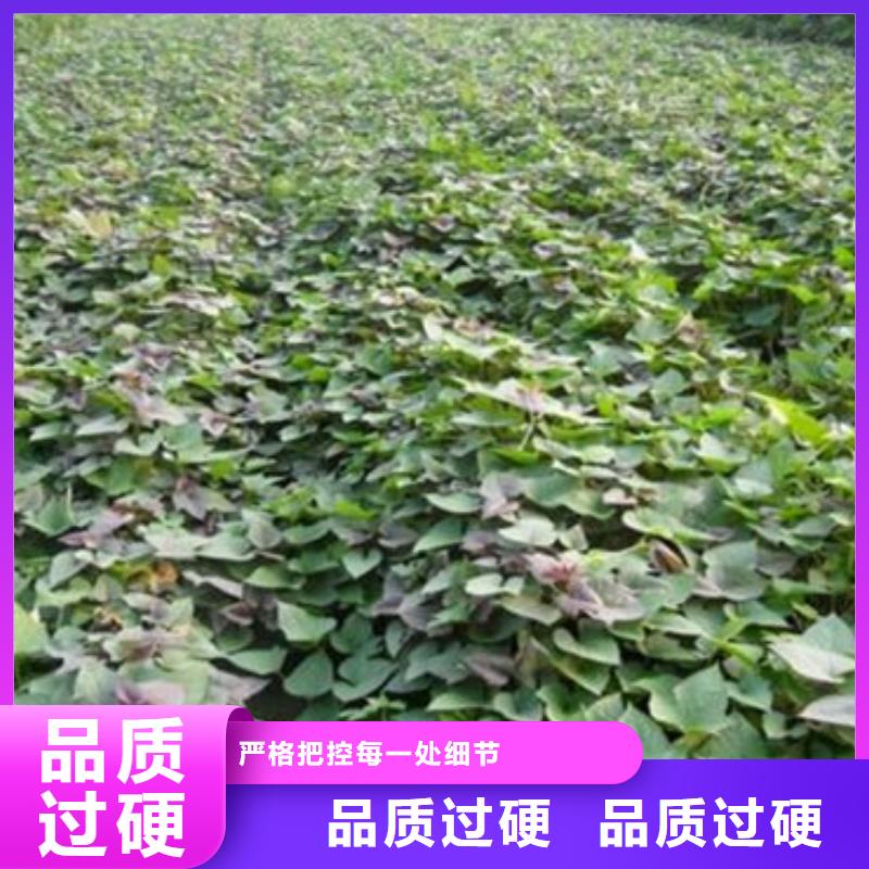 正规商薯19生产厂家当地厂家