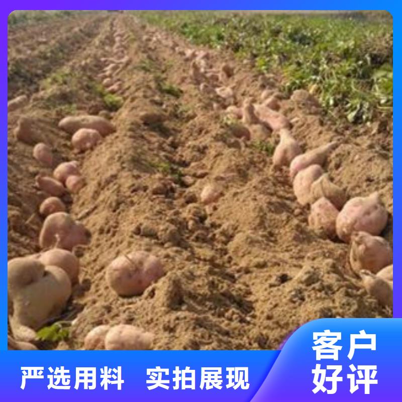 商薯专业定制