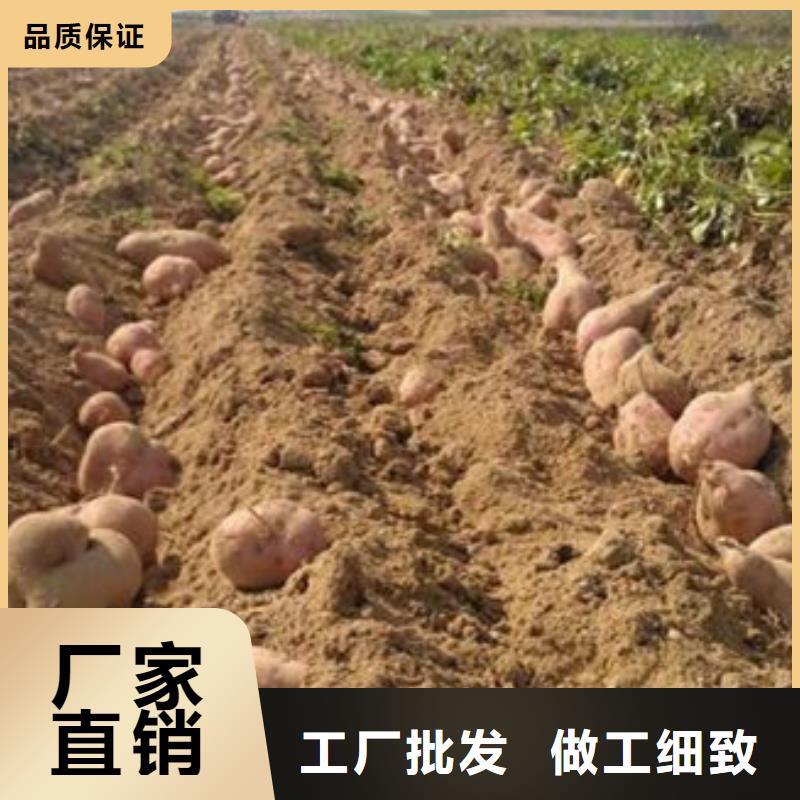 规格全的商薯19供货商当地品牌