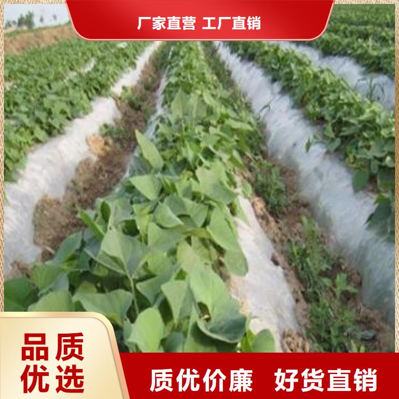 商薯价格含运费