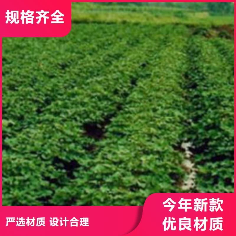 商薯厂家供应价格