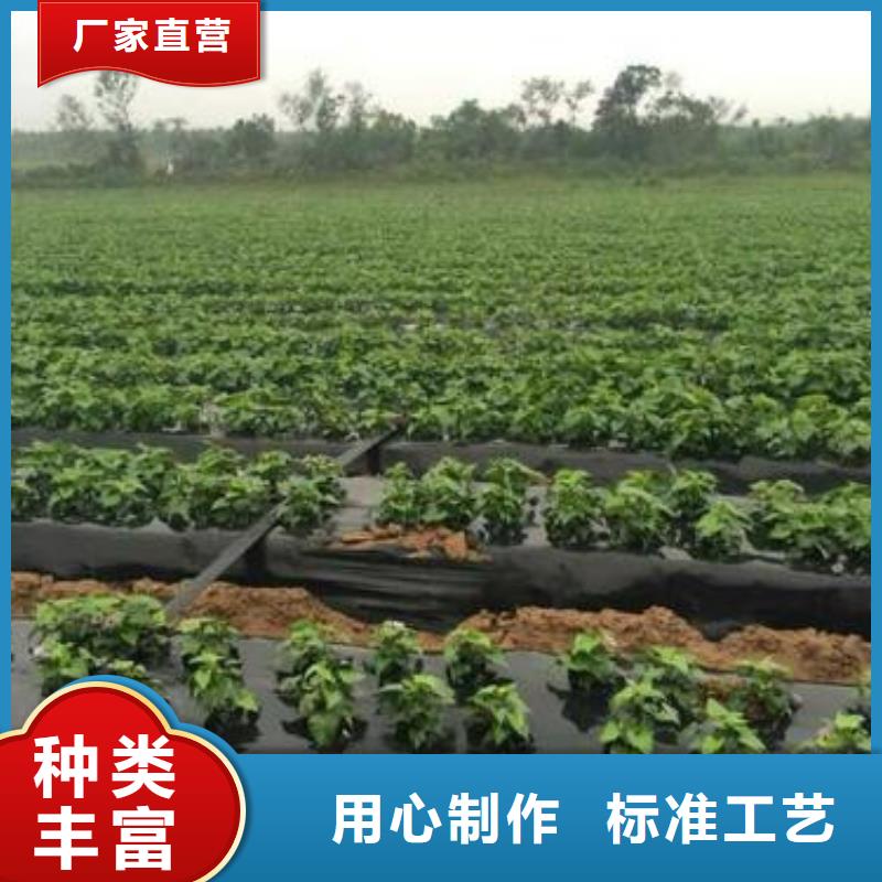 买商薯19必看-服务优同城制造商